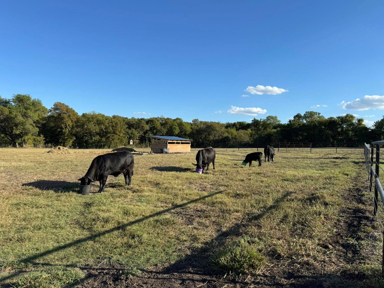 Cattle