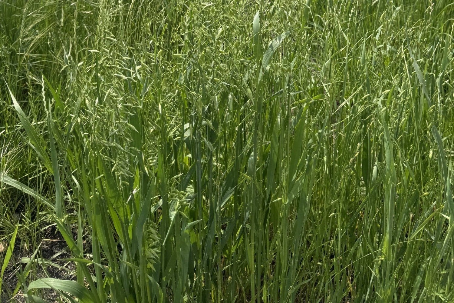 Pasture management