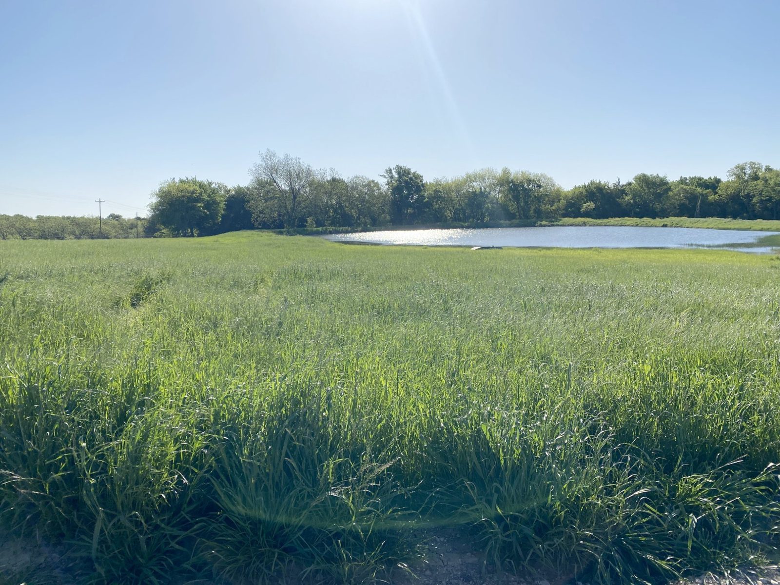 Pond and field