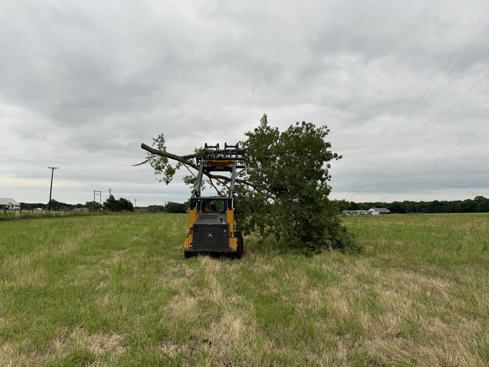 Skid steer carrying tree